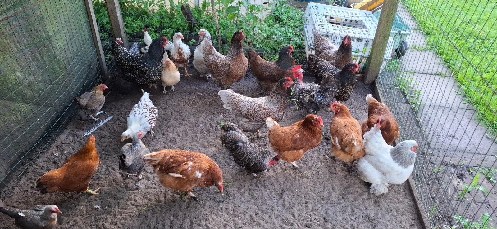 Toom kippen, Dieren en Toebehoren, Vrouwelijk, Kip