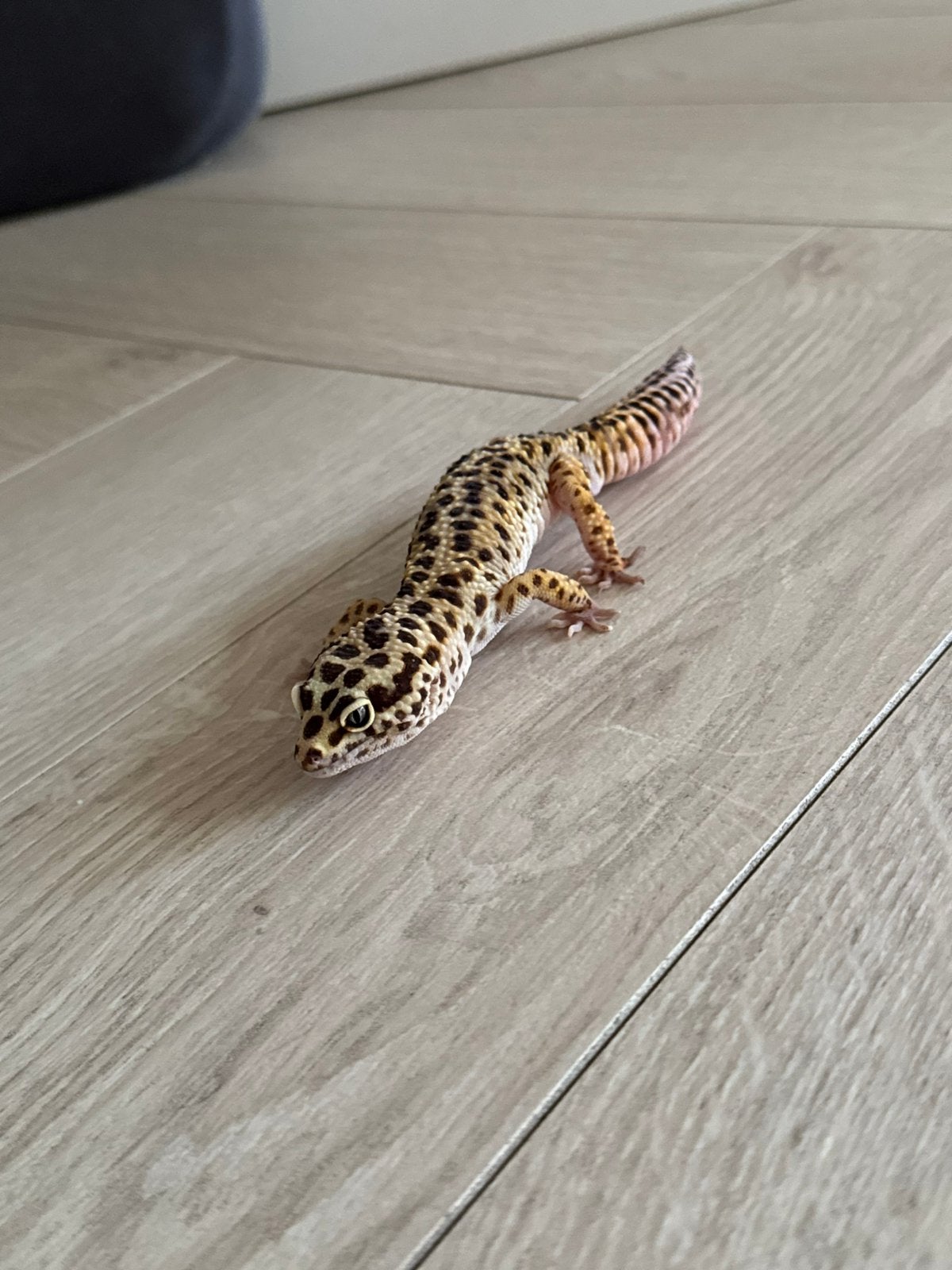 Luipaardgekko te koop