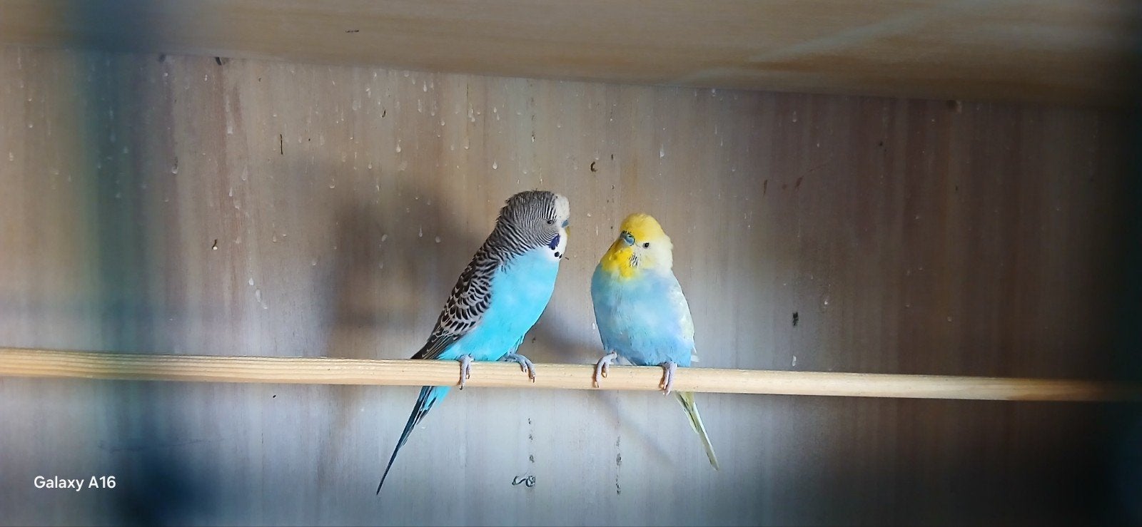 2 lieve grasparkieten te koop, Dieren en Toebehoren, Vogels | Parkieten en Papegaaien, Mannelijk, Parkiet