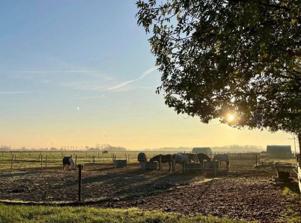Bergen-nh: Plekje vrij voor ruin op 24/7 buitenplek, Dieren en Toebehoren, Stalling en Weidegang, Weidegang, 1 paard of pony