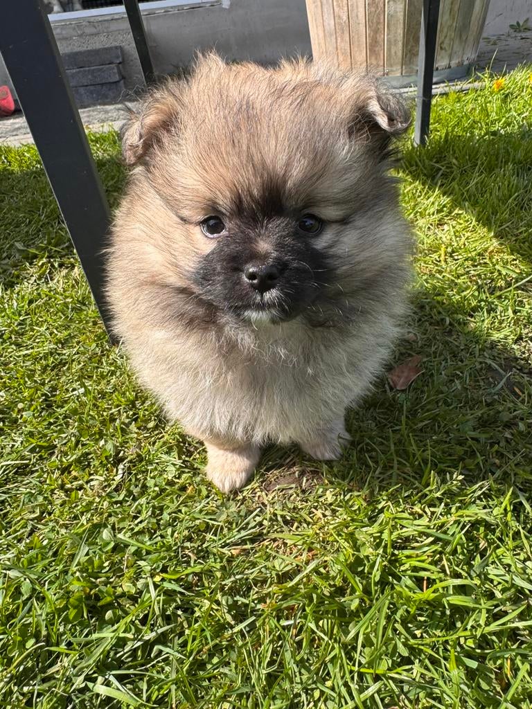 Pomeriaan mix puppy’s 3 stuks te koop, Dieren en Toebehoren, België, Particulier, 8 tot 15 weken, Parvo