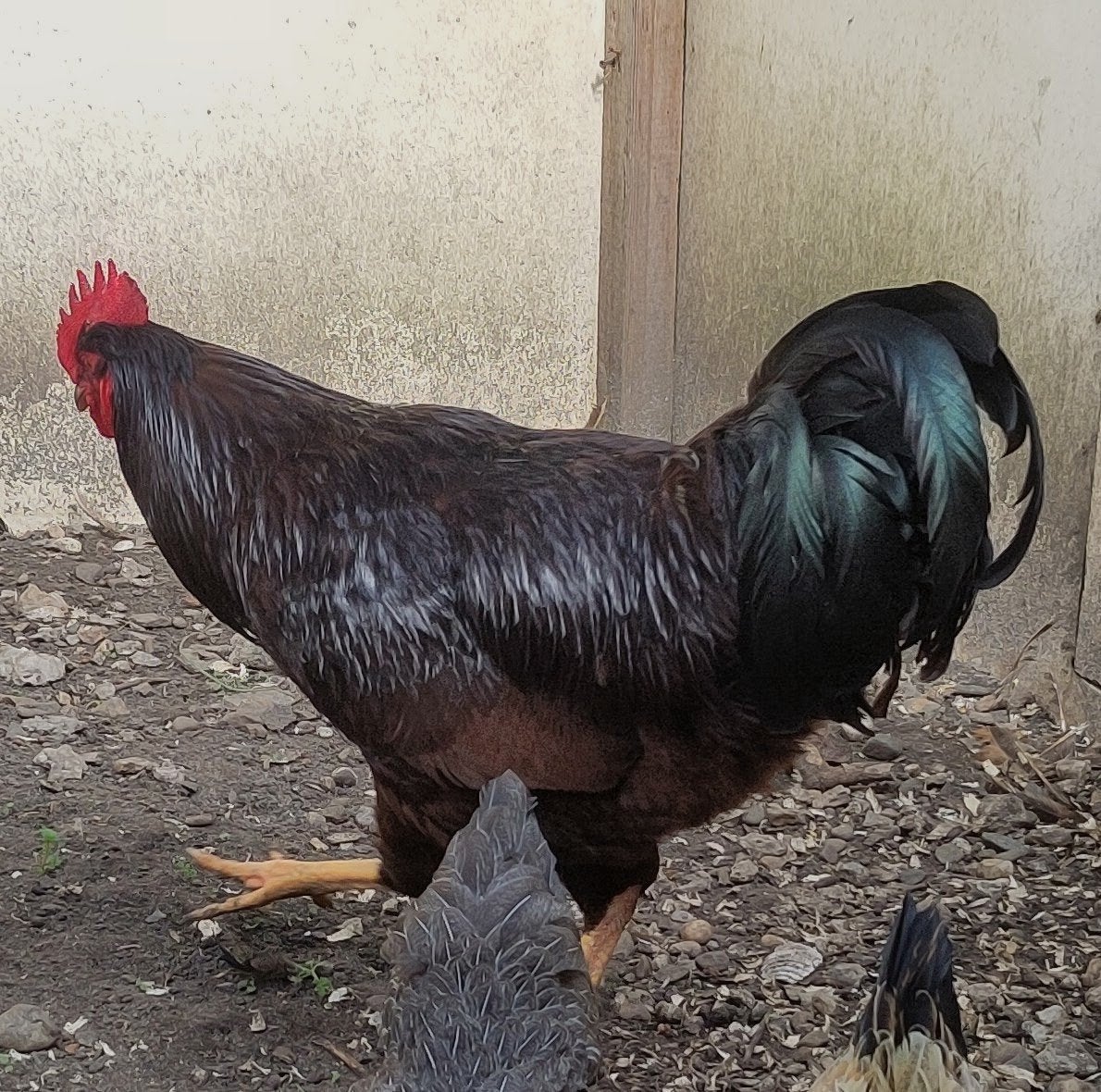 Haan Rhode Island red 1 jaar, Dieren en Toebehoren, Mannelijk, Kip