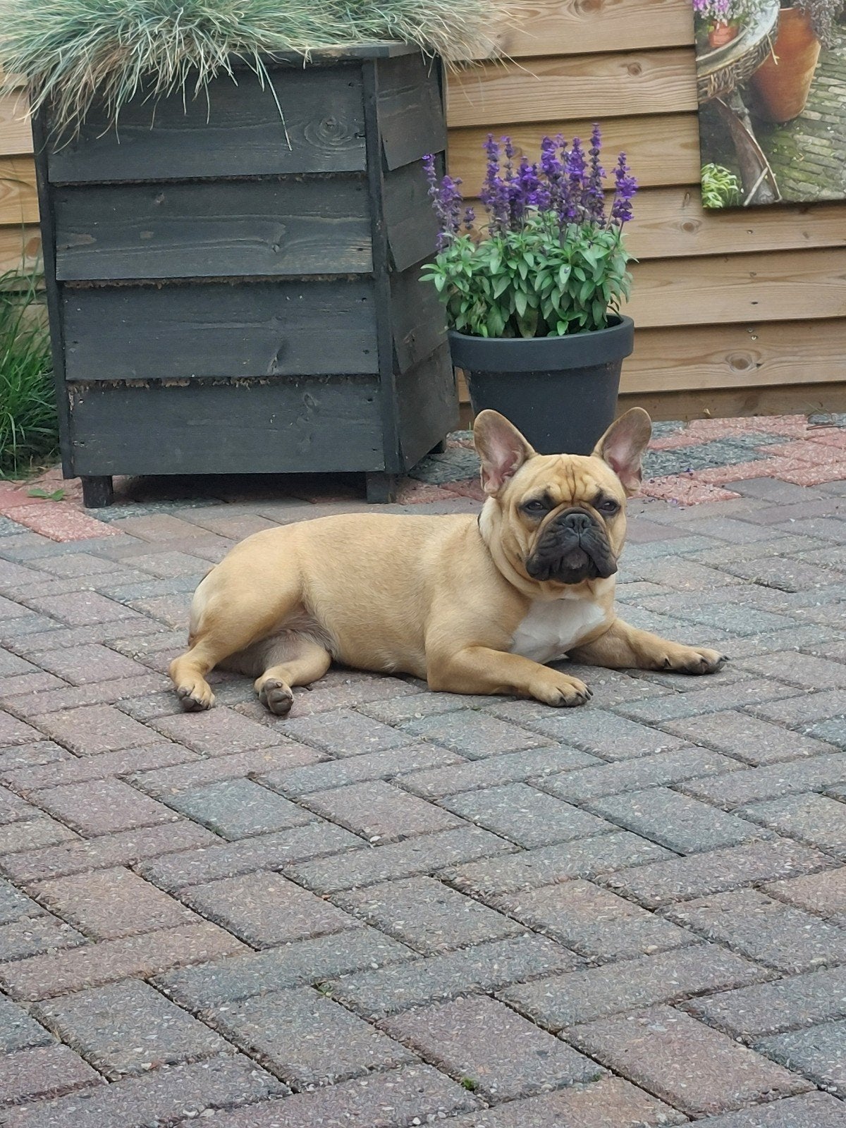 franse bulldog teef prov. Groingen/ Drenthe, Parvo, 1 tot 2 jaar, Teef, Bulldog