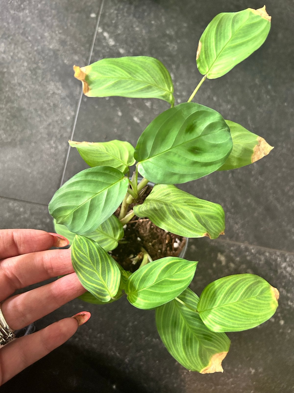 Maranta 'Light Veins' (kneusje), Ophalen of Verzenden