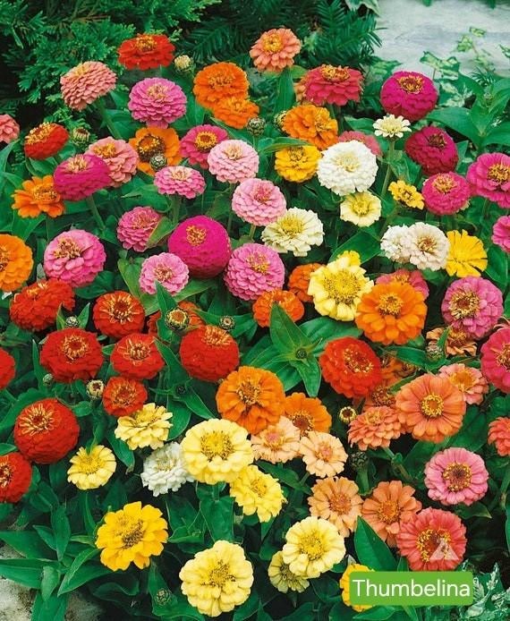 Zinnia - Thumbelina (laag), Ophalen of Verzenden, Volle zon