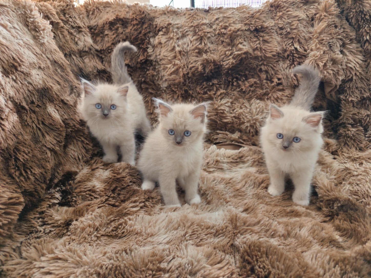 Lieve BirmaDoll kittens met Licht blauwe ogen (10 weken oud), Dieren en Toebehoren, Meerdere dieren