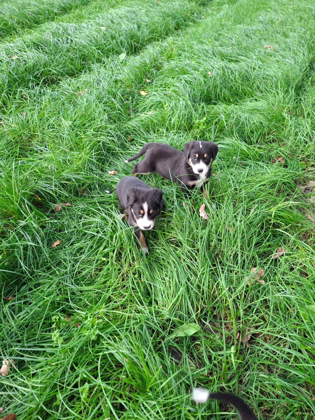 Grote Zwitserse sennen pups, Meerdere, Meerdere dieren, Nederland, Particulier