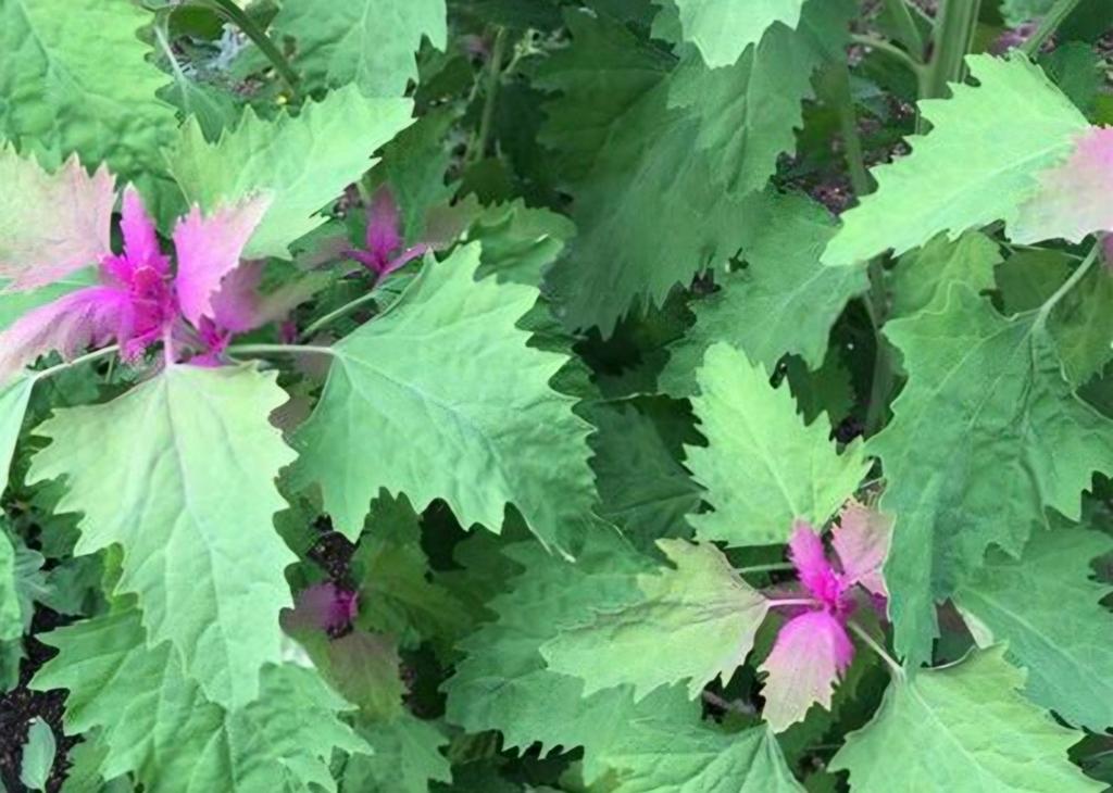 Spinazieboom, Ophalen, Volle zon, Groenteplanten, Eenjarig