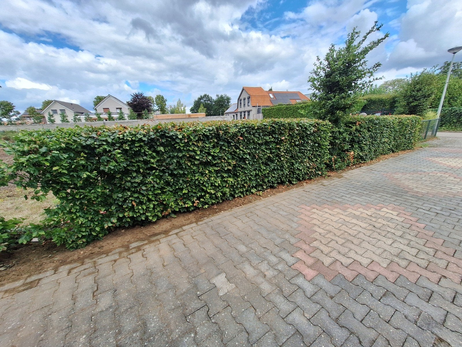 Beukenhaag, Tuin en Terras, Ophalen, Beukenhaag, Haag, 100 tot 250 cm