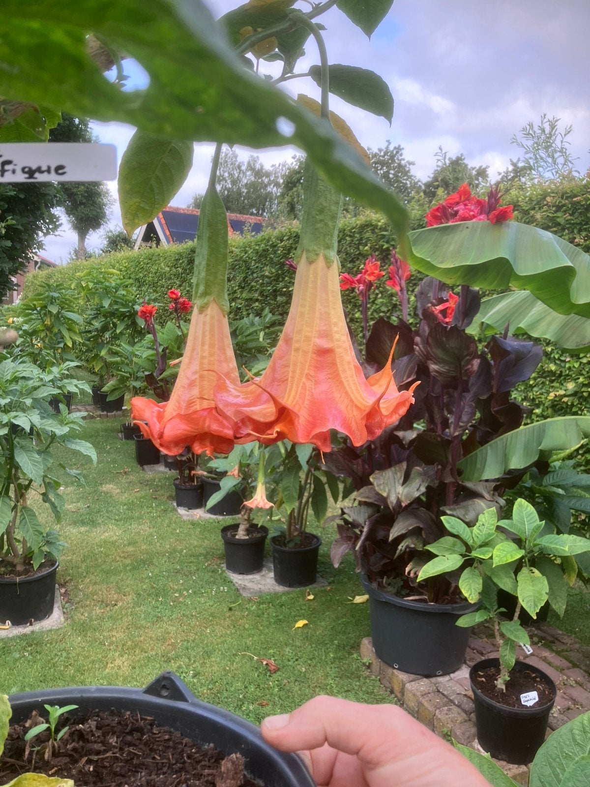 Brugmansia’s, Eén persoon, Ticket of Toegangskaart