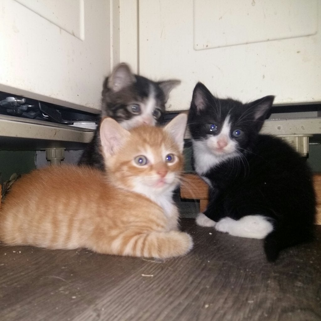 Mooie jonge katten te koop, Meerdere dieren, Kortharig, 0 tot 2 jaar