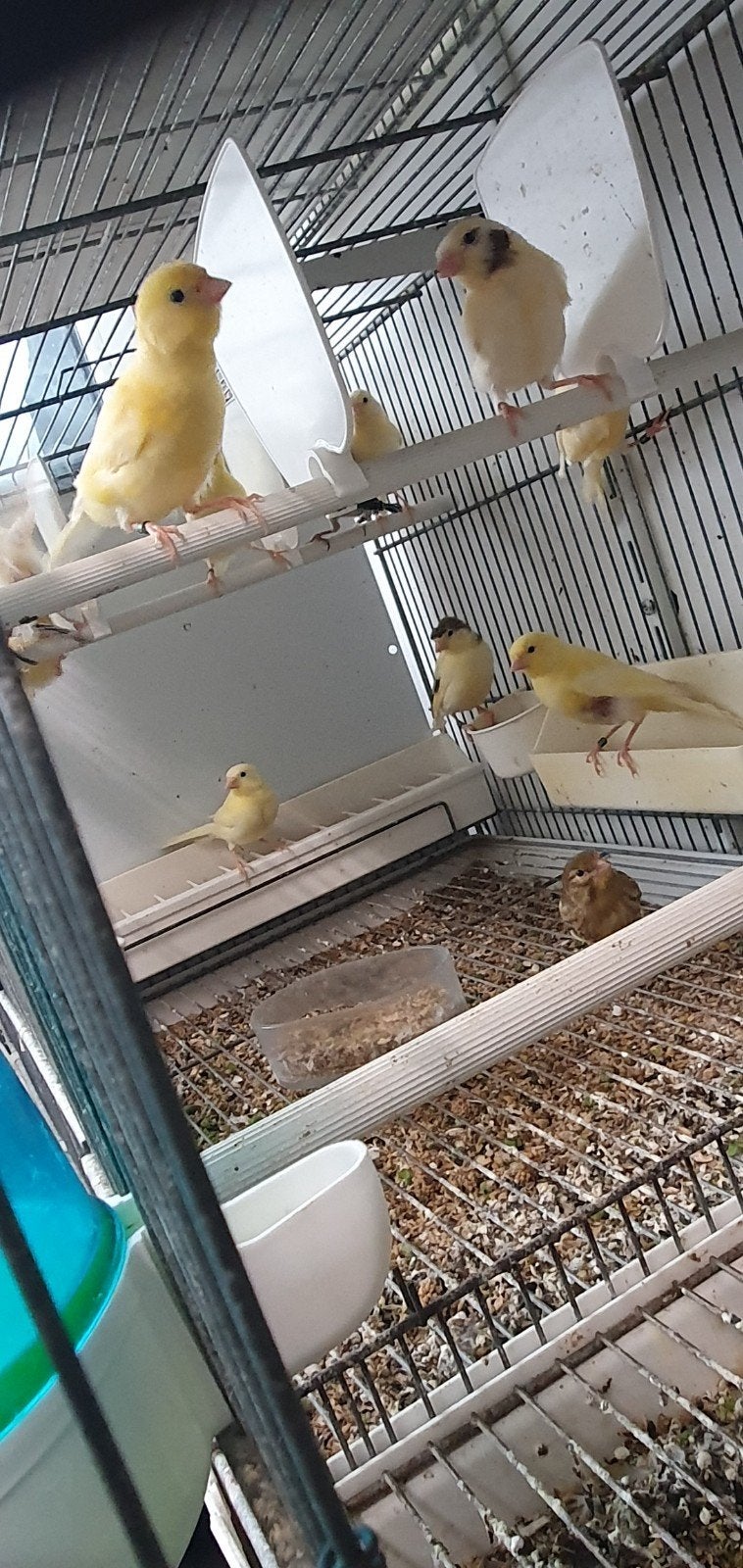 Mooi jonge kanaries 2026, Meerdere dieren, Kleurkanarie