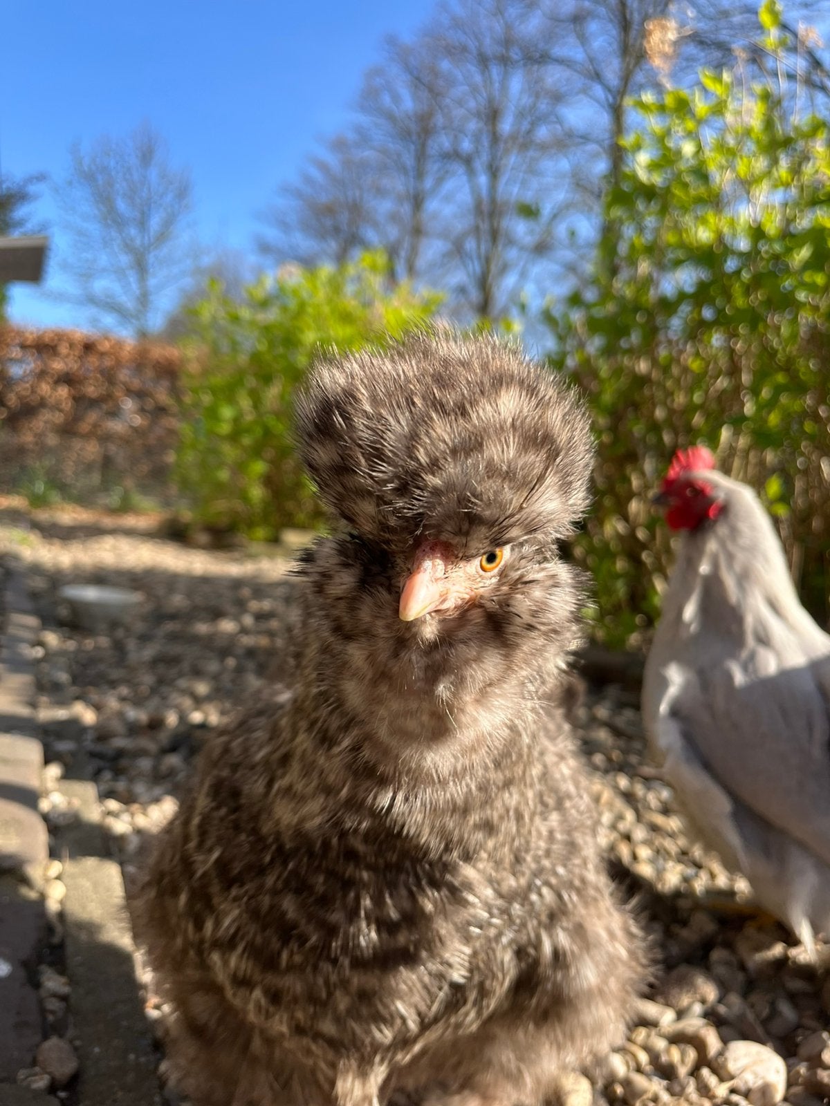 4 krielkippen, Dieren en Toebehoren, Pluimvee, Vrouwelijk, Kip