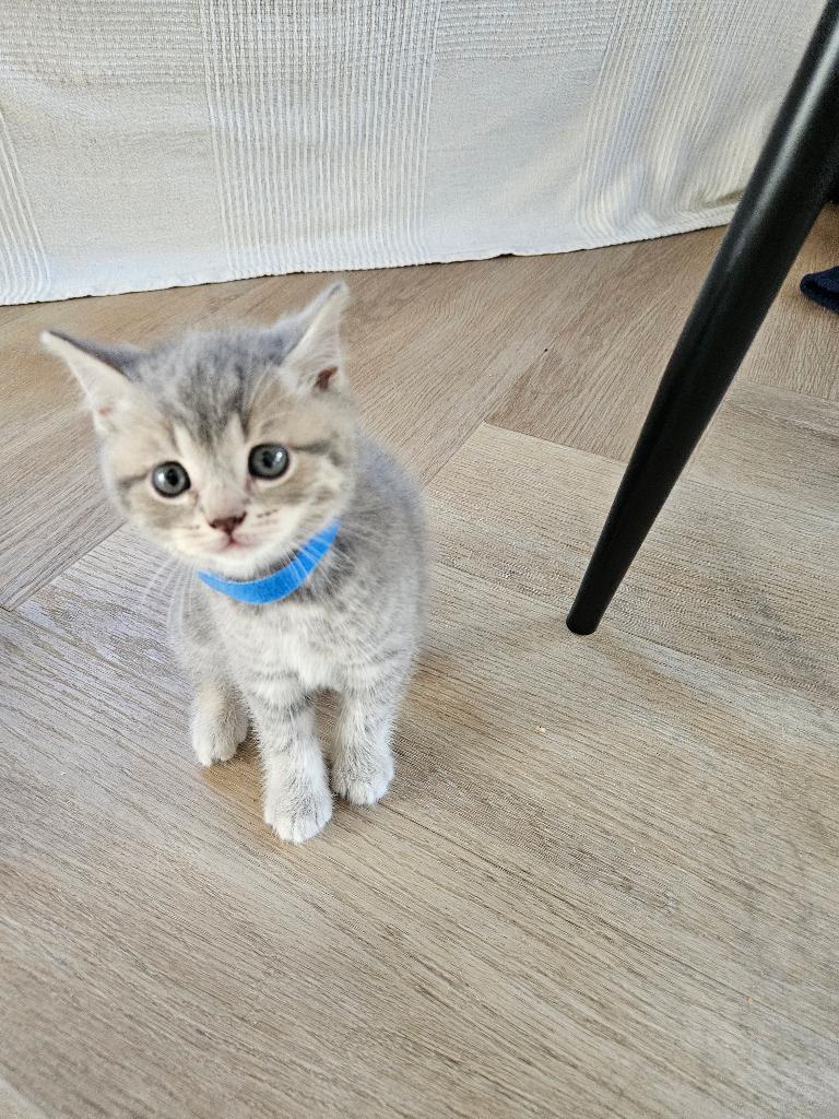 Verliefd in 3,2,1! Ontmoet onze 3 Brits Korthaar kittens!, Meerdere dieren, Ontwormd, 0 tot 2 jaar