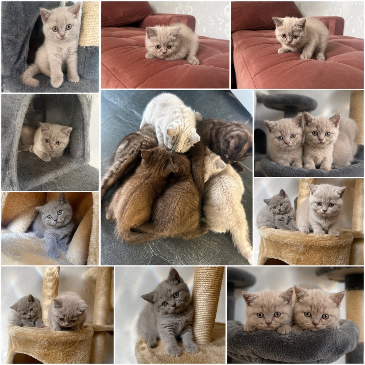 De mooiste kittens brtise korthaar, Dieren en Toebehoren, Katten en Kittens | Raskatten | Korthaar, Meerdere dieren, Ontwormd