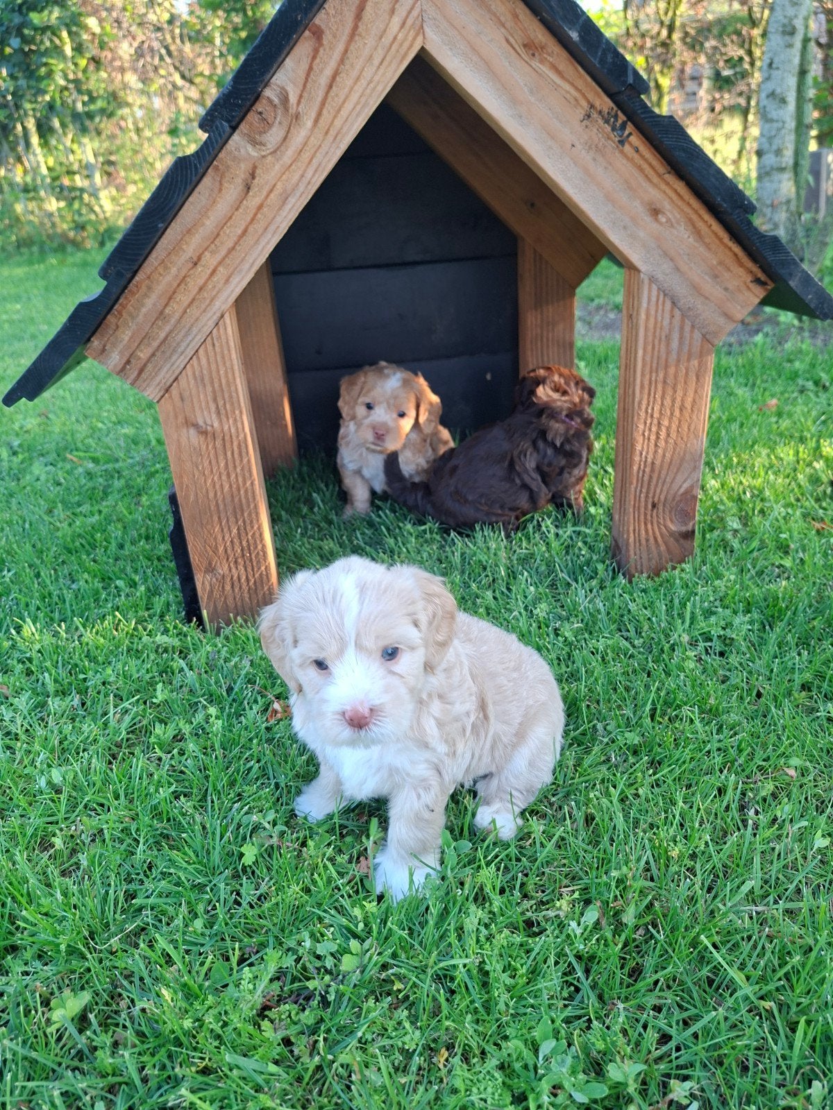 Prachtige Maltipoo pups, Dieren en Toebehoren, Overige rassen, 8 tot 15 weken, Parvo, Meerdere