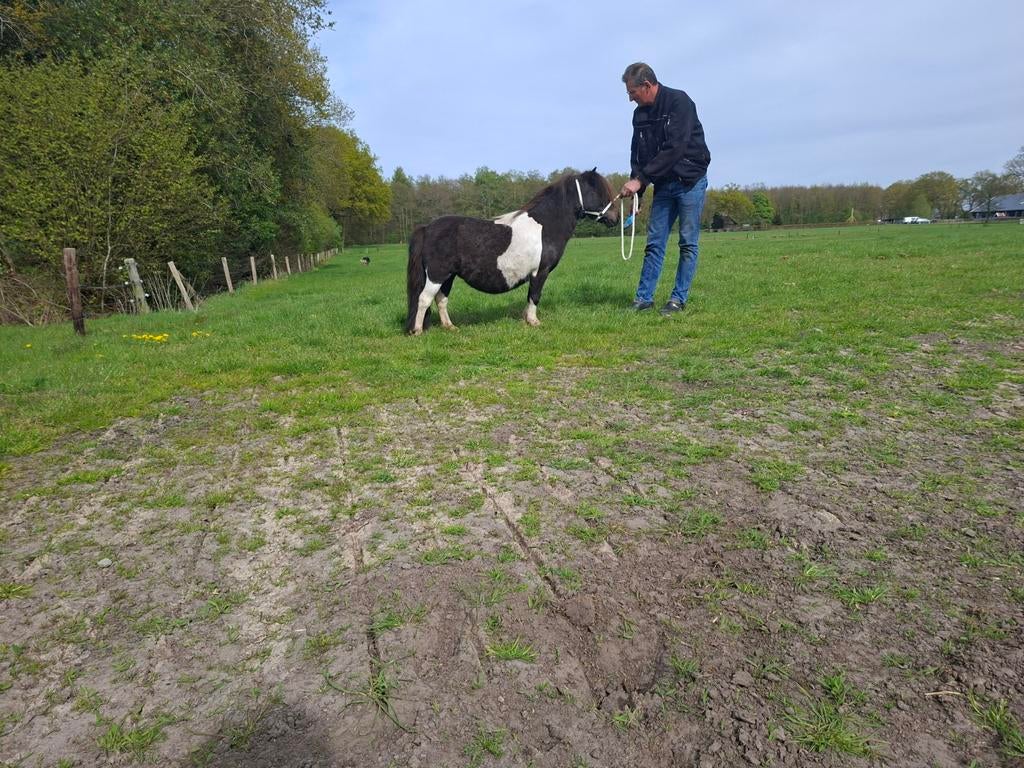 mooie bruinbonte shetland merrie!!, Merrie
