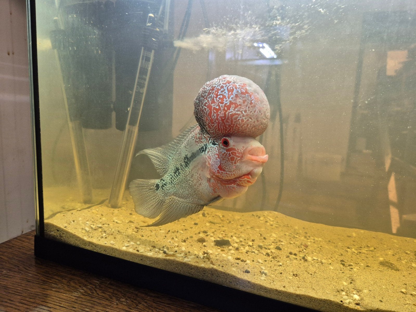 Flowerhorn cichlide +/- 18 cm., Vis