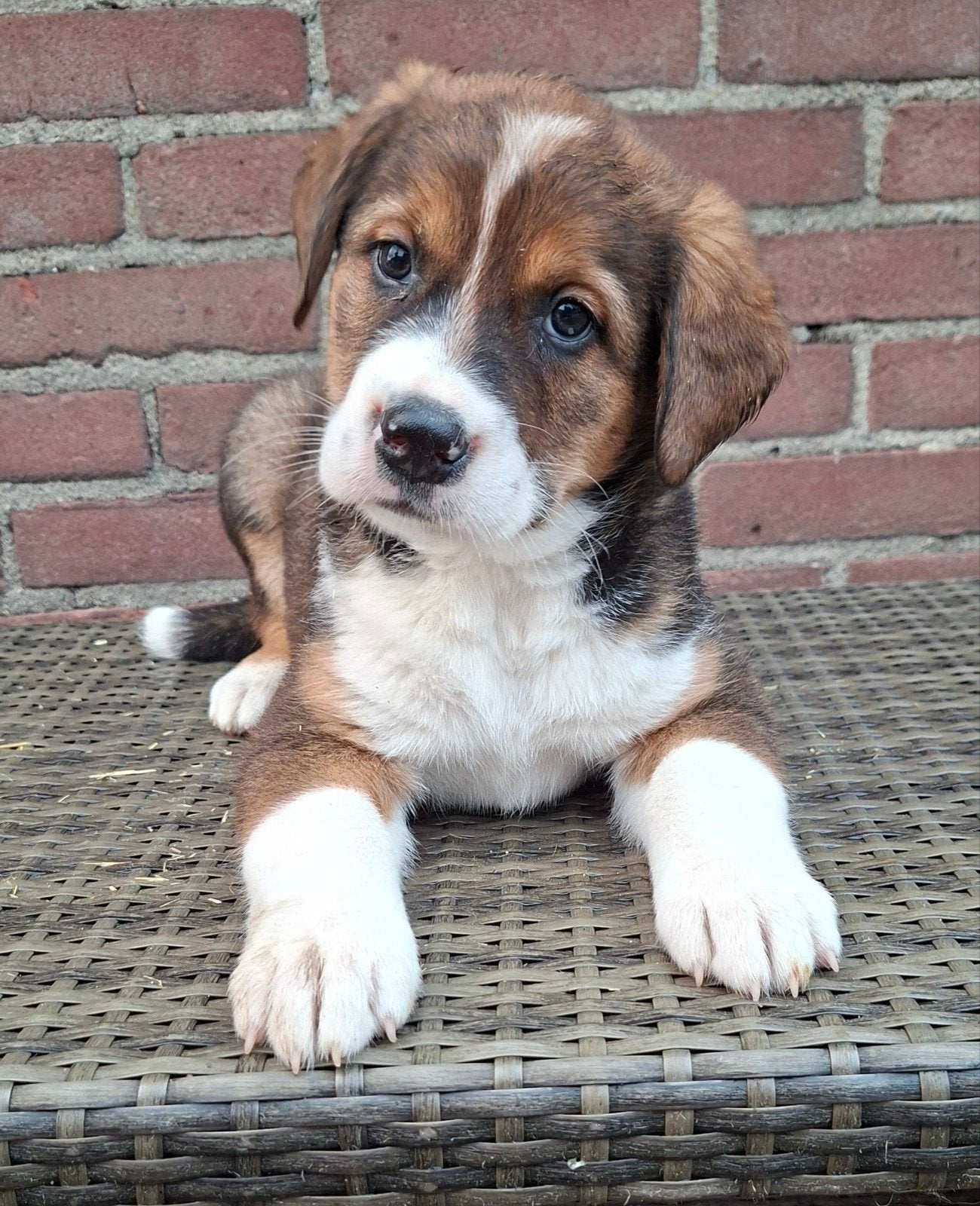 Te koop prachtige kruising Berner Sennen pups, Nederland, Parvo, 8 tot 15 weken, Groot