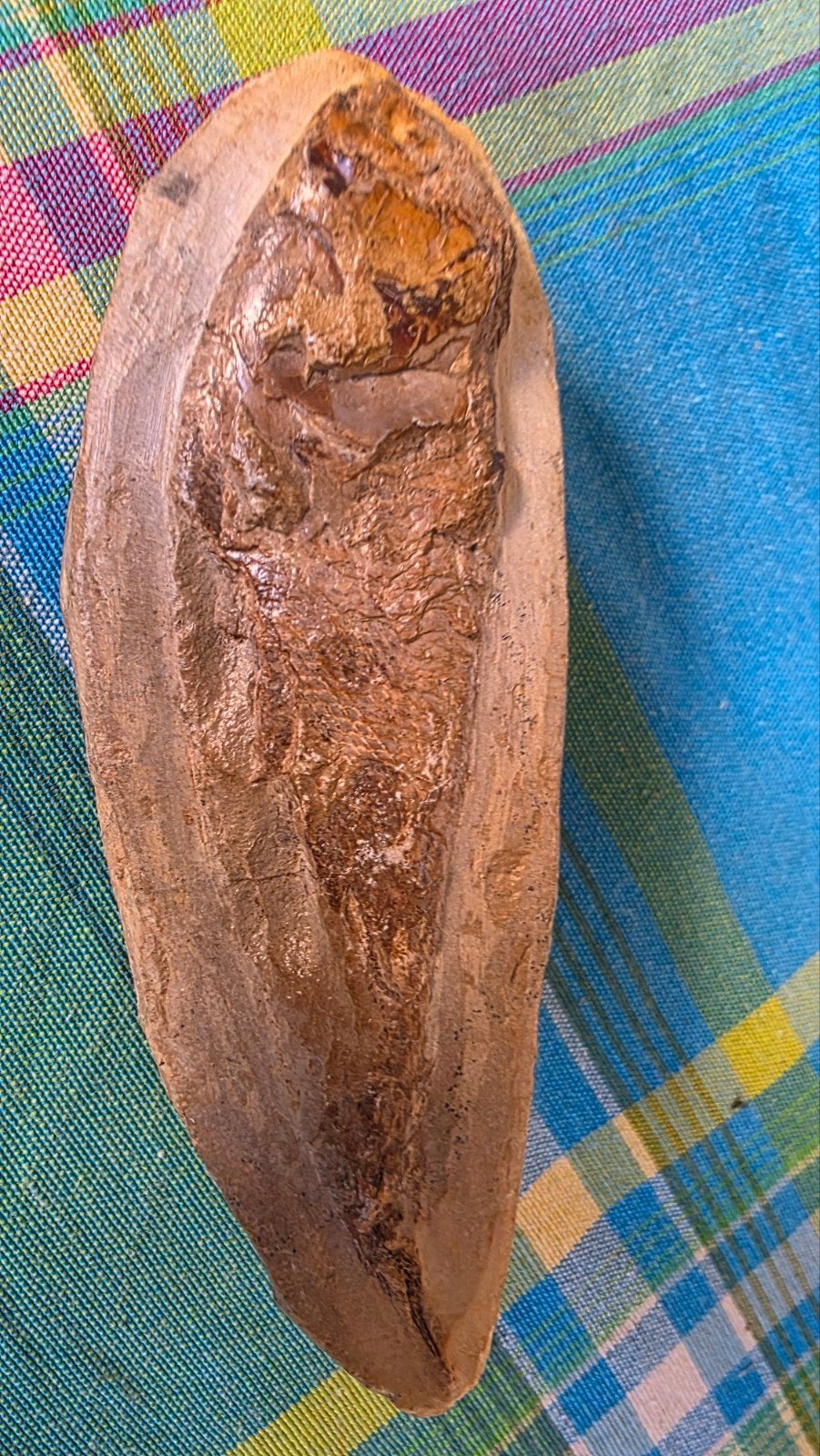 Fossiel uit Araripe Brazilië, +/- 120 jaar oud, Ophalen of Verzenden