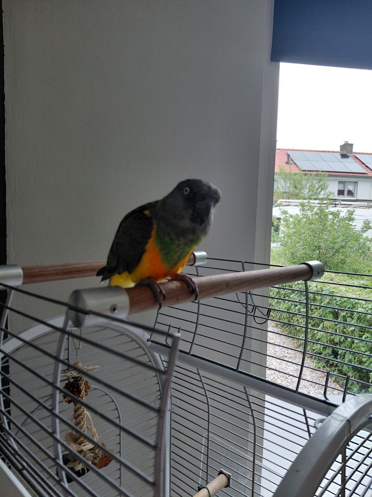 Senagal papegaai met kooi, Dieren en Toebehoren, Vogels | Parkieten en Papegaaien, Mannelijk, Papegaai