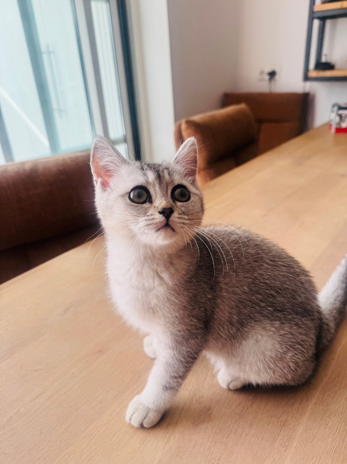 Britse korthaar kitten mag het nest verlaten (poes), Meerdere dieren, Gechipt, 0 tot 2 jaar
