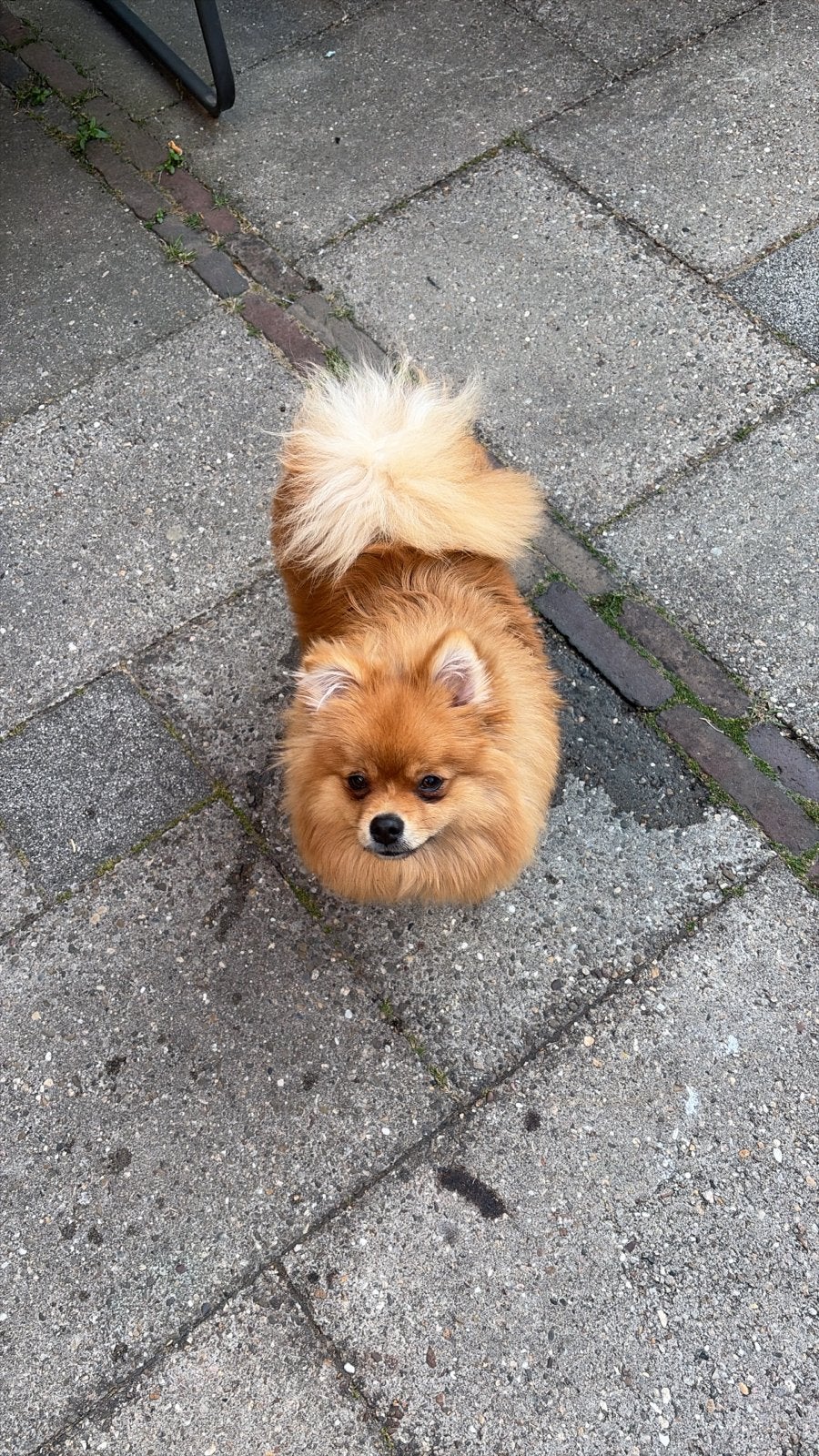 Lieve pomeriaan aangeboden, Parvo, Keeshond, 15 weken tot 1 jaar, Reu
