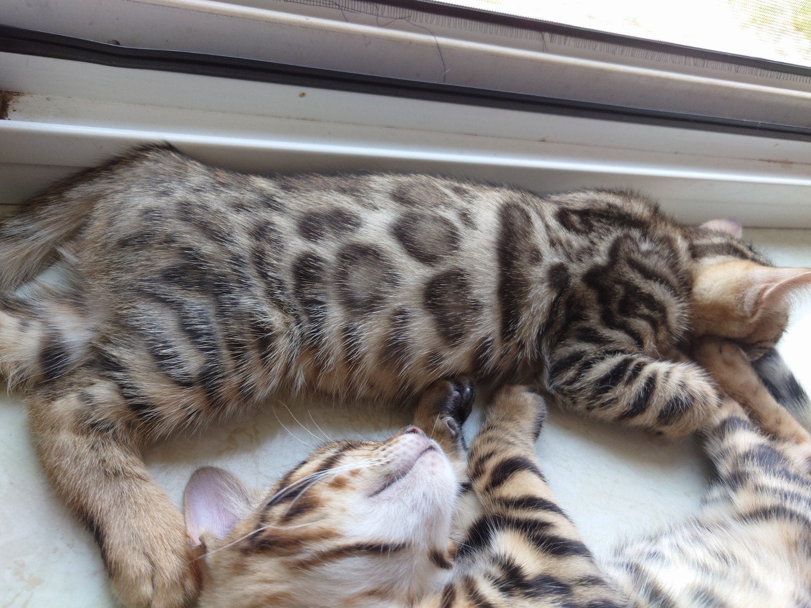 🐆 Bengaal Kitten  💯 Stamboom  Nog 1 Junge