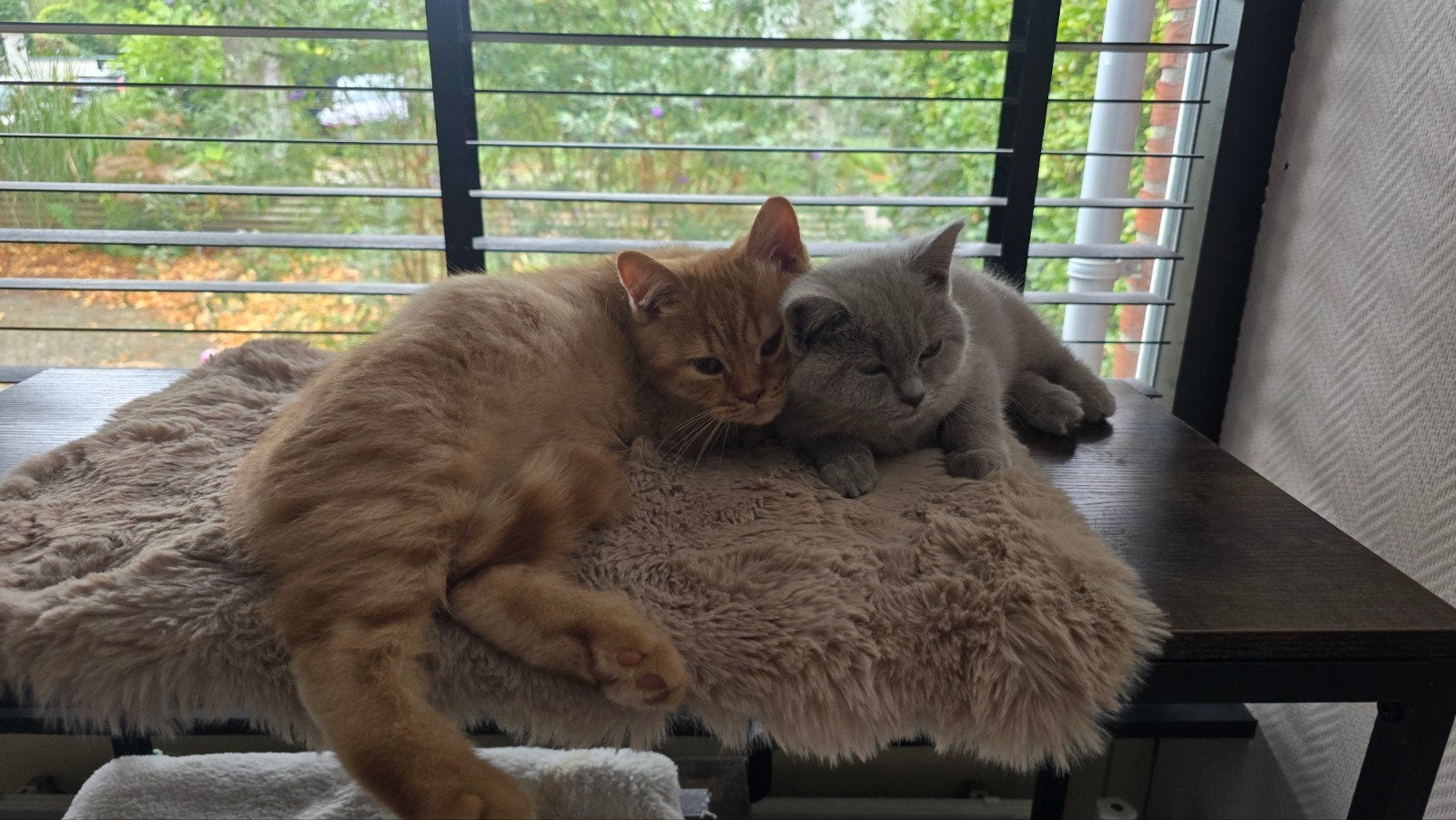 Wij mogen verhuizen! Prachtige kittens met stamboom, Dieren en Toebehoren, Meerdere dieren, Met stamboom, 0 tot 2 jaar