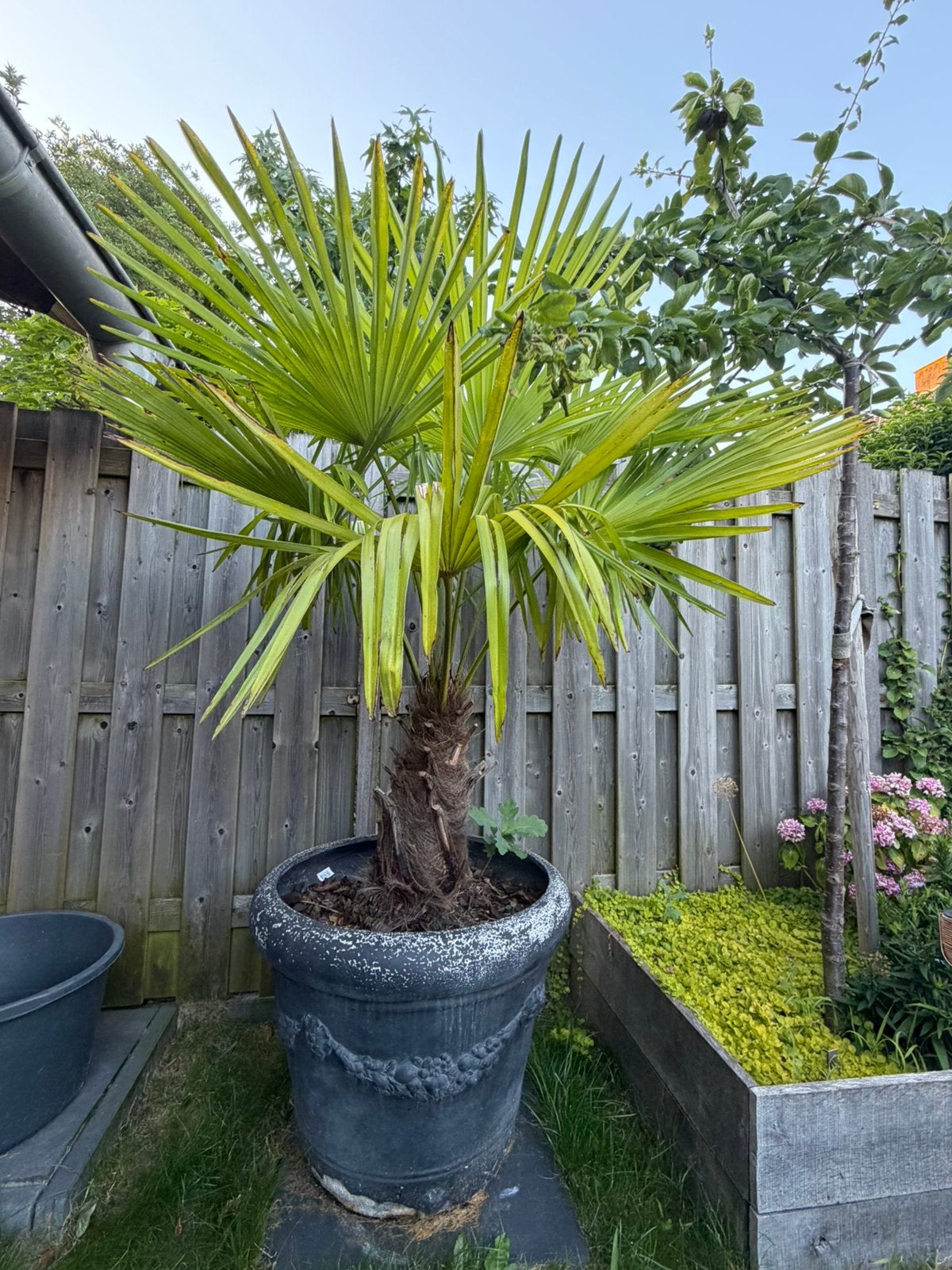 Palm in pot, Tuin en Terras, Planten | Bomen, Bloeit niet, 100 tot 250 cm, Palmboom, Ophalen