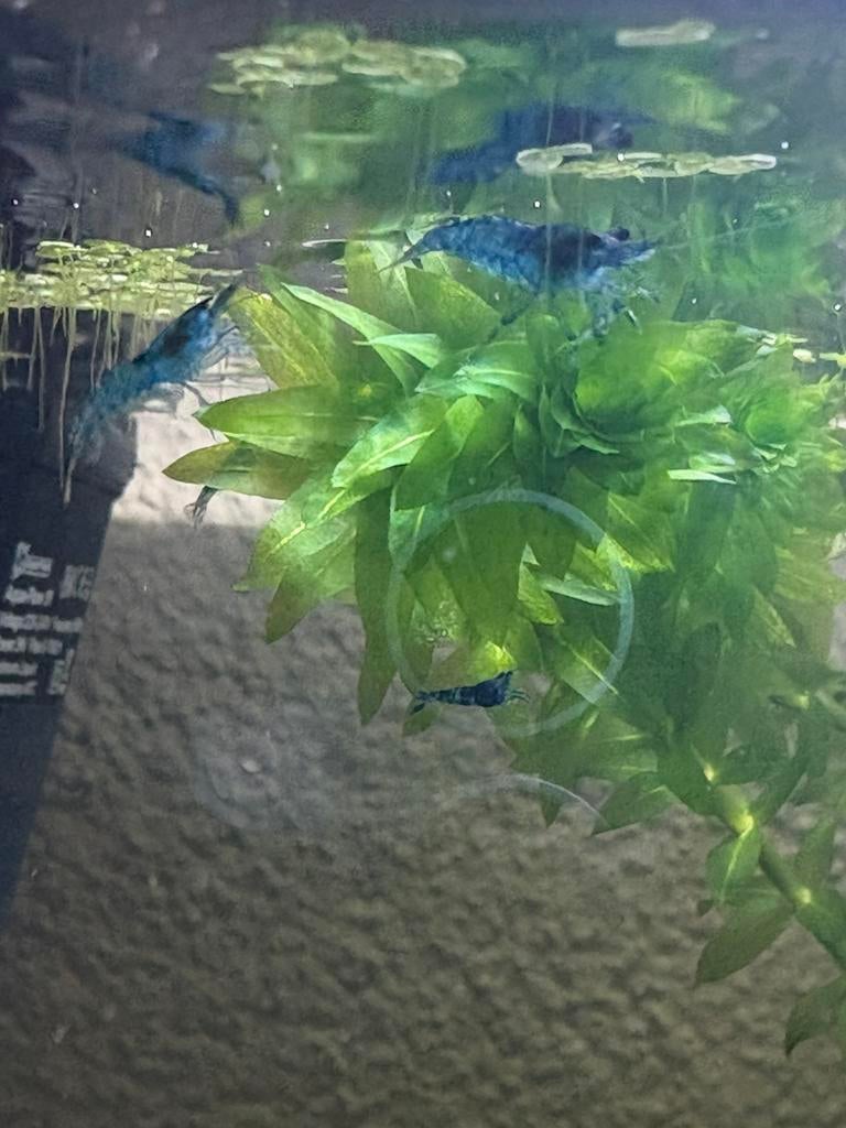 Blauwe garnalen, Dieren en Toebehoren, Vissen | Aquariumvissen