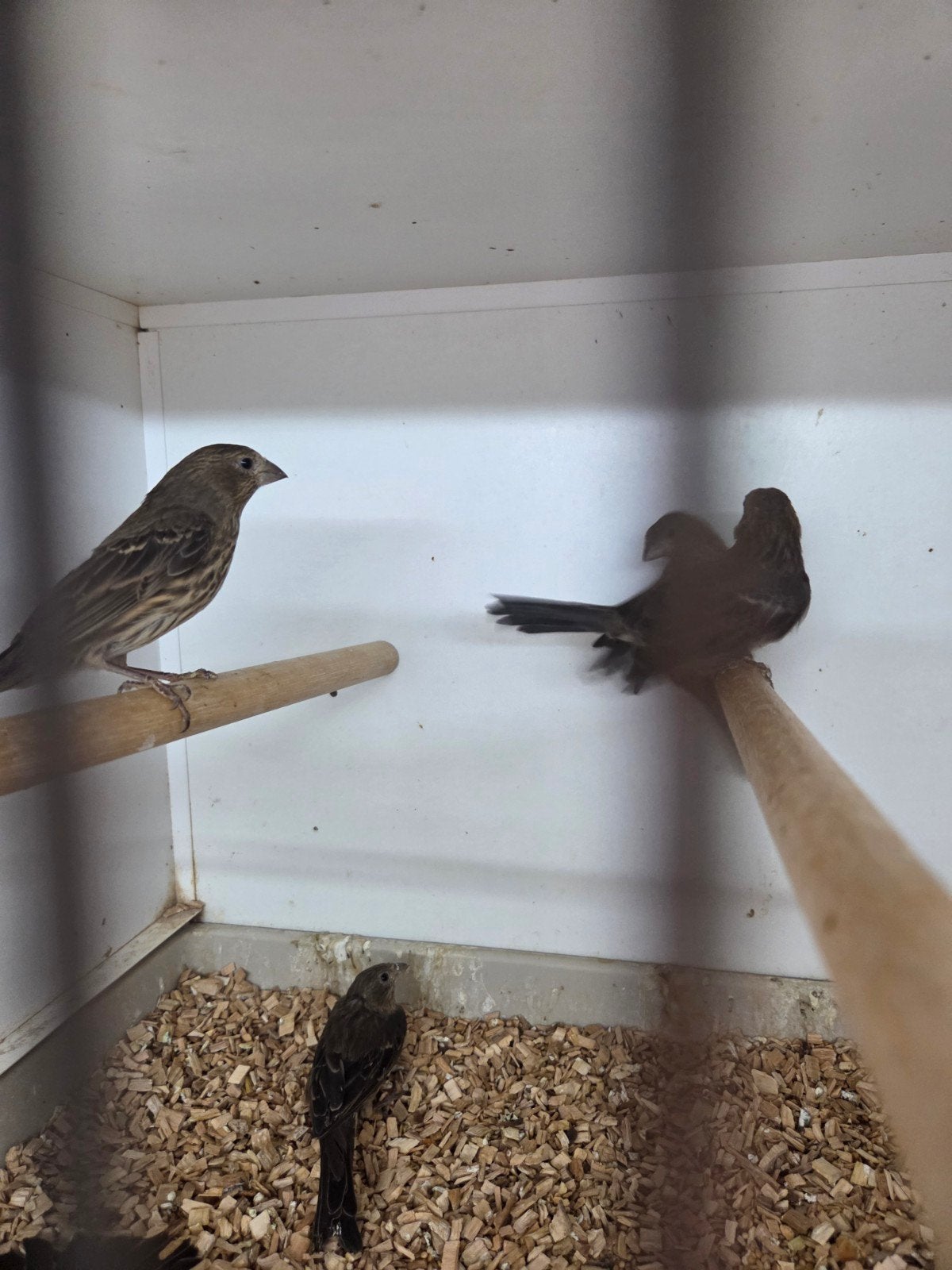 Vele tropen, Dieren en Toebehoren, Vogels | Overige Vogels, Meerdere dieren
