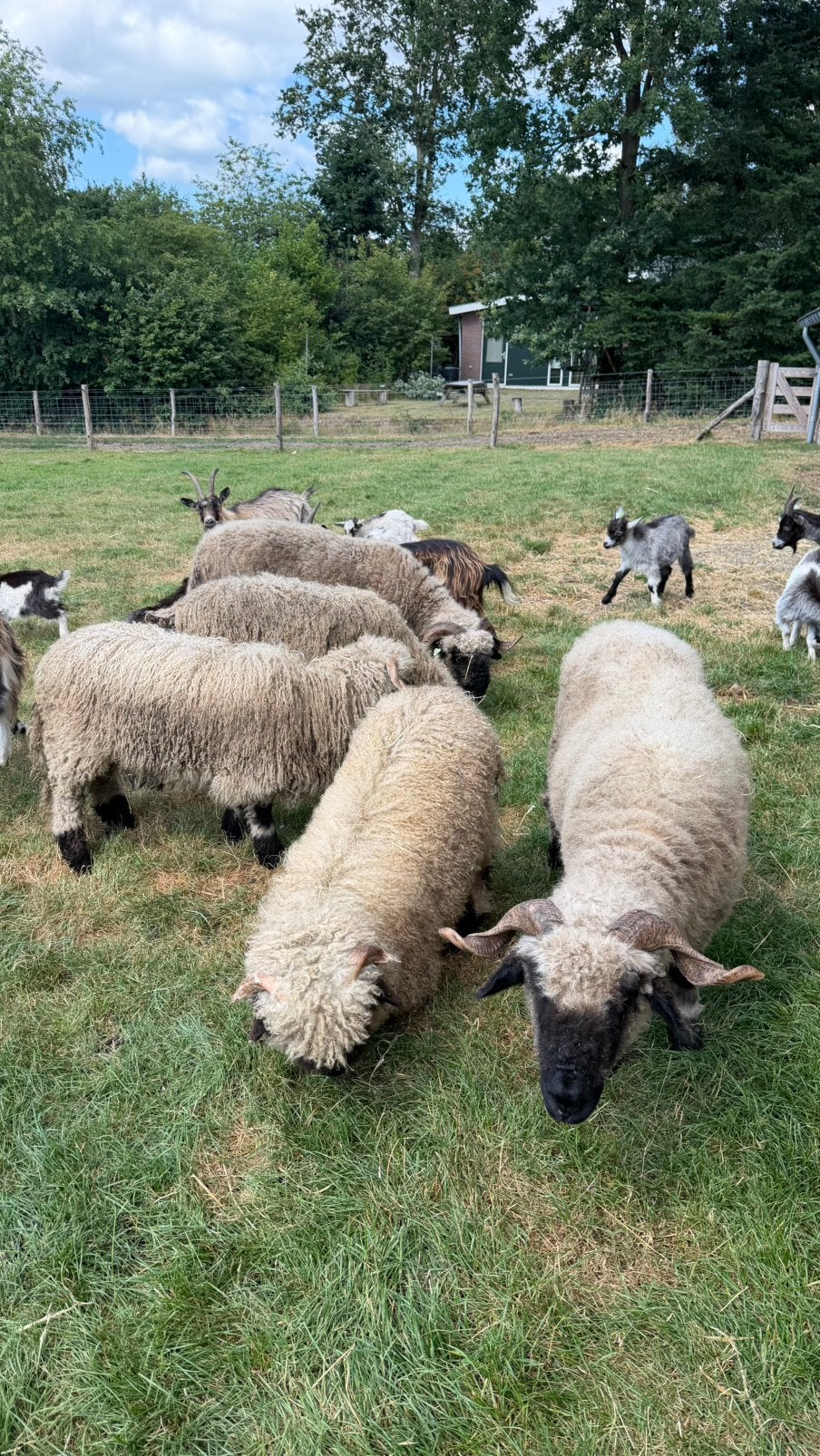Wallizer Schwarznase ooien, Dieren en Toebehoren, Schapen, Geiten en Varkens, Vrouwelijk, Schaap