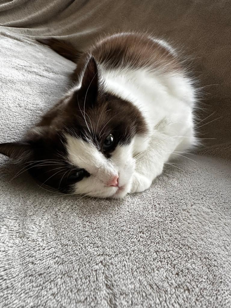 Ragdoll poes van 2,5 jaar, Poes