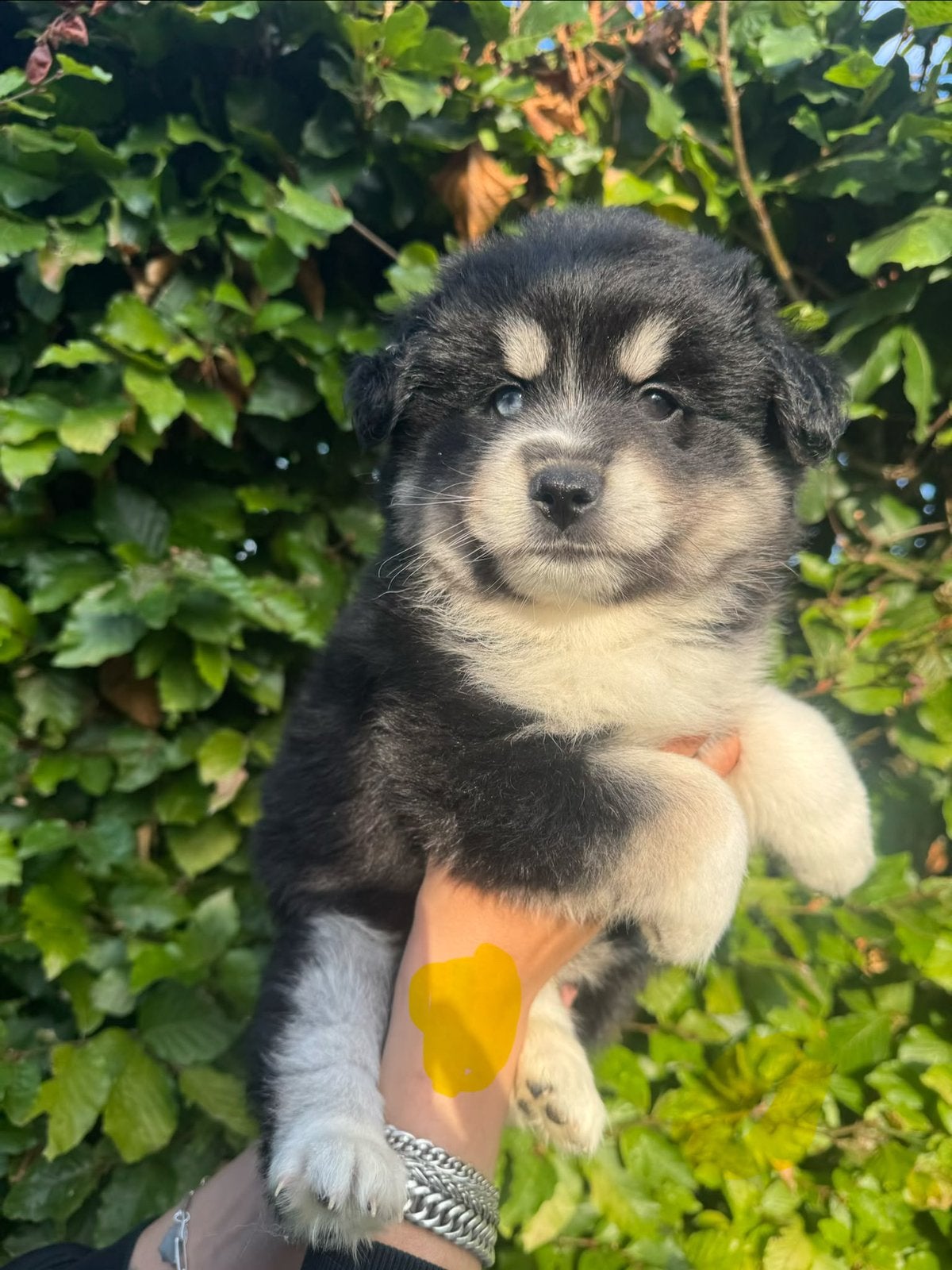 Pomsky pups, Poolhond, Meerdere, Meerdere dieren, Nederland