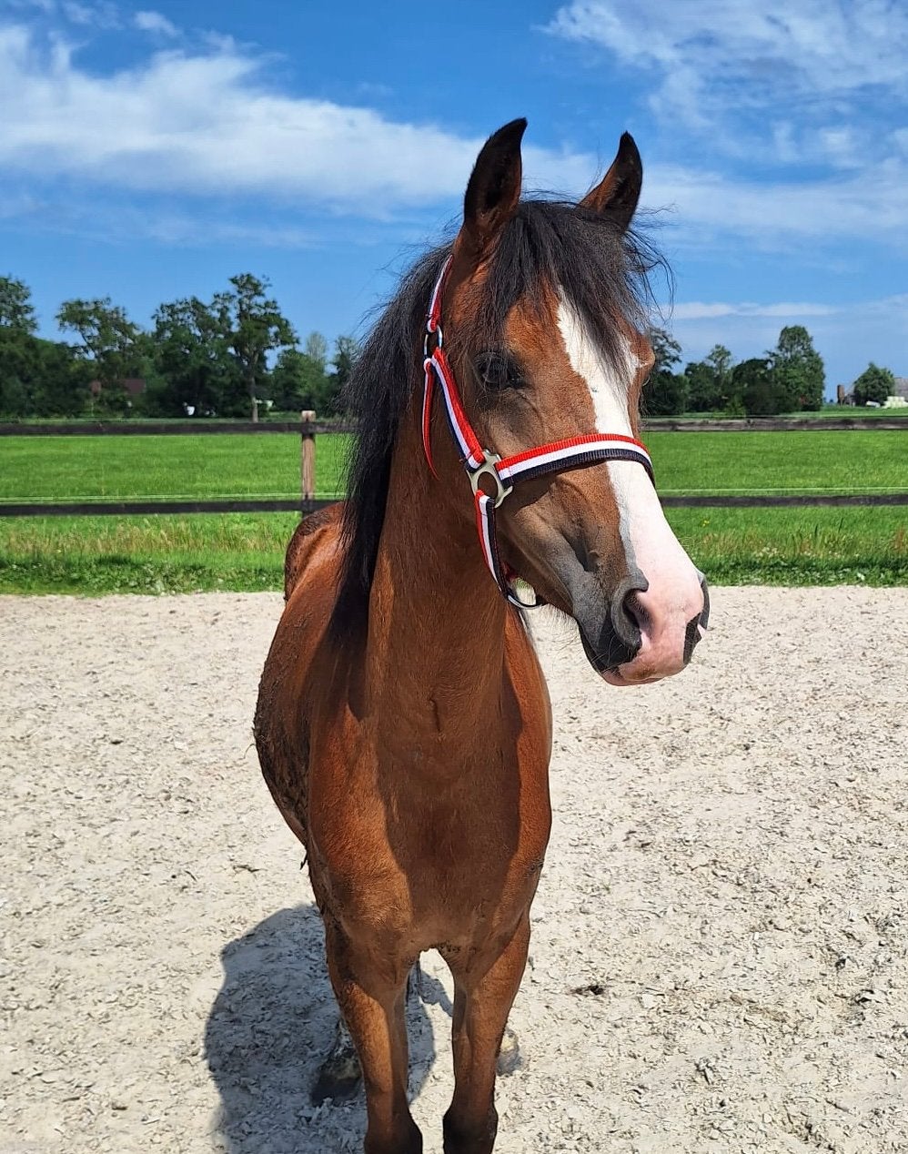Mooie en lieve 3 jarige welsh merrie, Merrie, Met stamboom, 3 tot 6 jaar, C pony (1.27m tot 1.37m)
