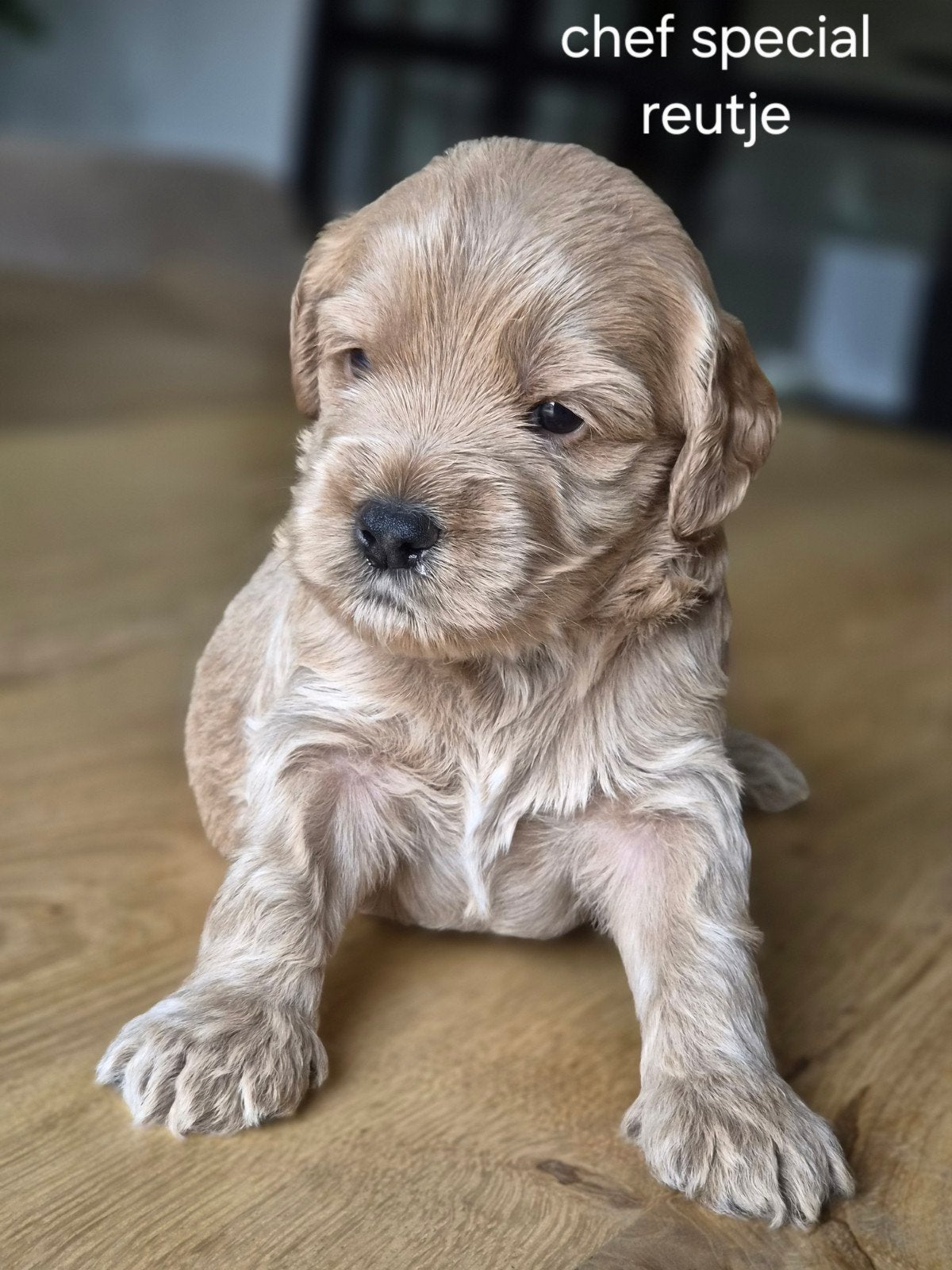 nestje medium labradoodle pups, 8 tot 15 weken, Meerdere, Meerdere dieren, Middel