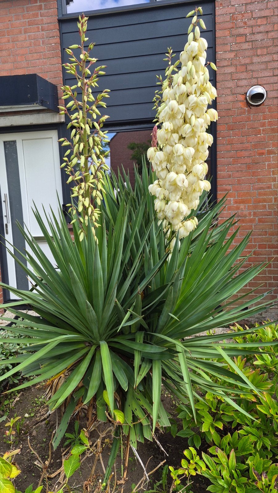 Yucca filamentosa - Palmlelie voor een exotische tuin, Volle zon, Vaste plant, Zomer, Ophalen