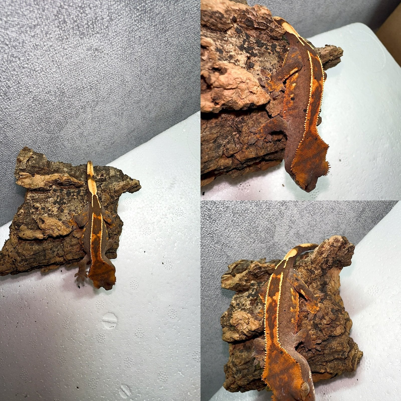 Wimpergekko baby, Hagedis, Tam, 0 tot 2 jaar