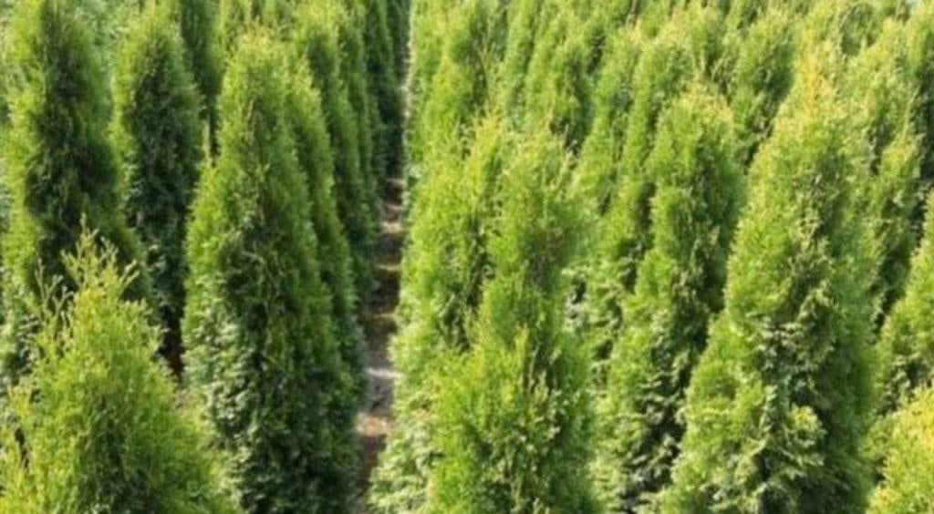 Coniferen, Tuin en Terras, Bloeit niet, Halfschaduw, 100 tot 250 cm, Overige soorten