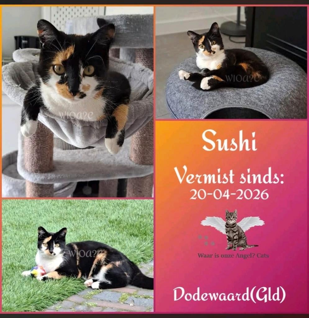 Poes Sushi vermist uit Dodewaard