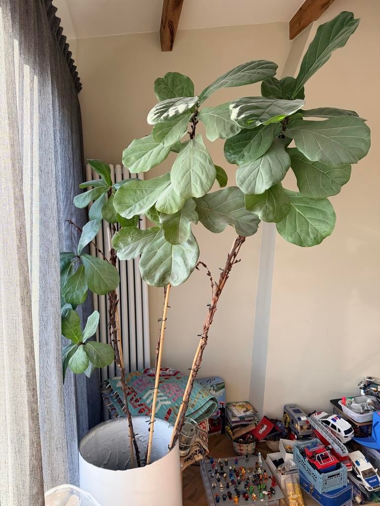 Grote Ficus Lyrata (Tabaksplant) met pot, Overtoom Amsterdam, Overige soorten, Vaste plant, Ophalen of Verzenden, Bloeit niet