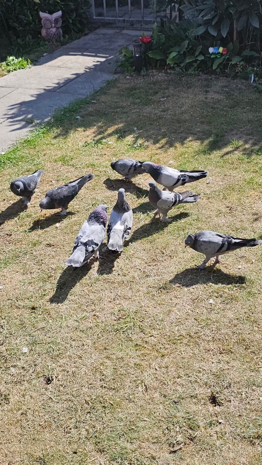 toplam 8 adet taklacı güvercin, Dieren en Toebehoren