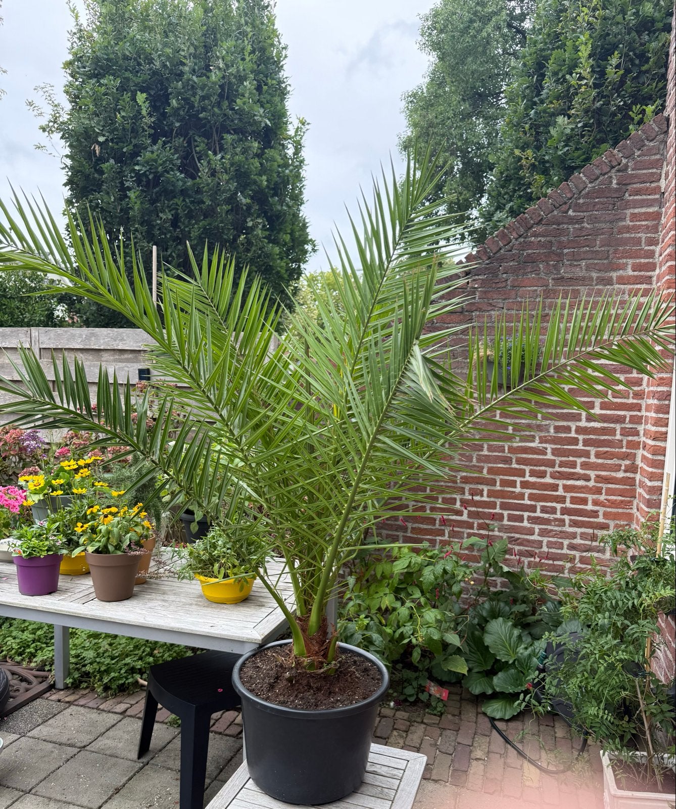 Canarische Dadelpalm (Phoenix canariensis) 160cm, Volle zon, Vaste plant, Bloeit niet, Ophalen