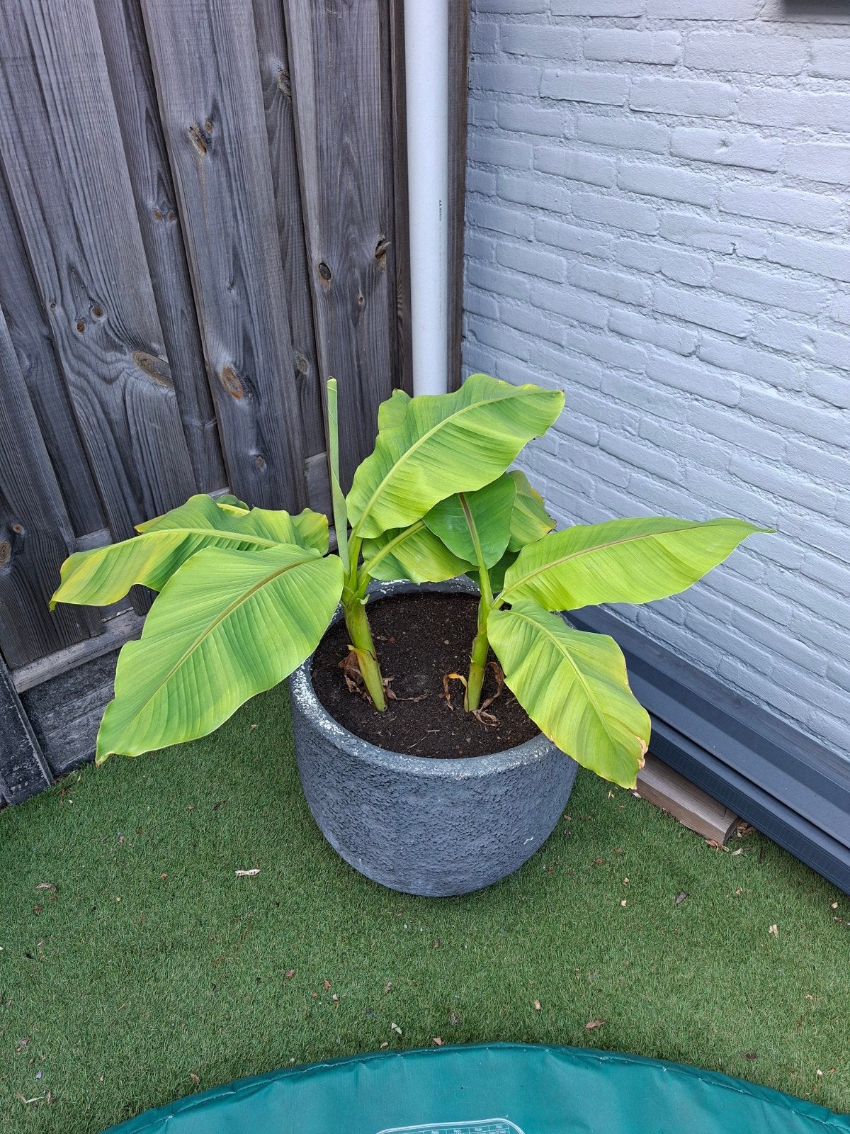 Bananen planten, Volle zon, Vaste plant, Bloeit niet, Ophalen