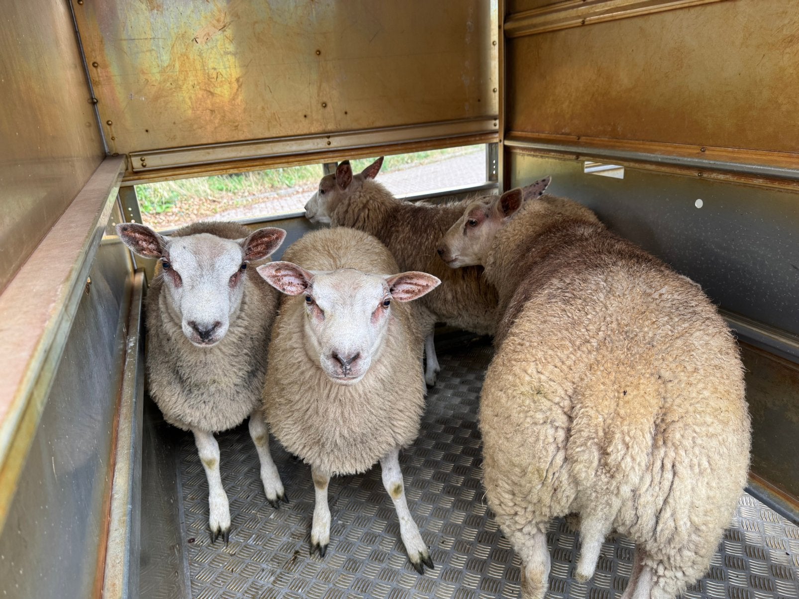 Dekrammen te koop, Dieren en Toebehoren, Mannelijk, Schaap
