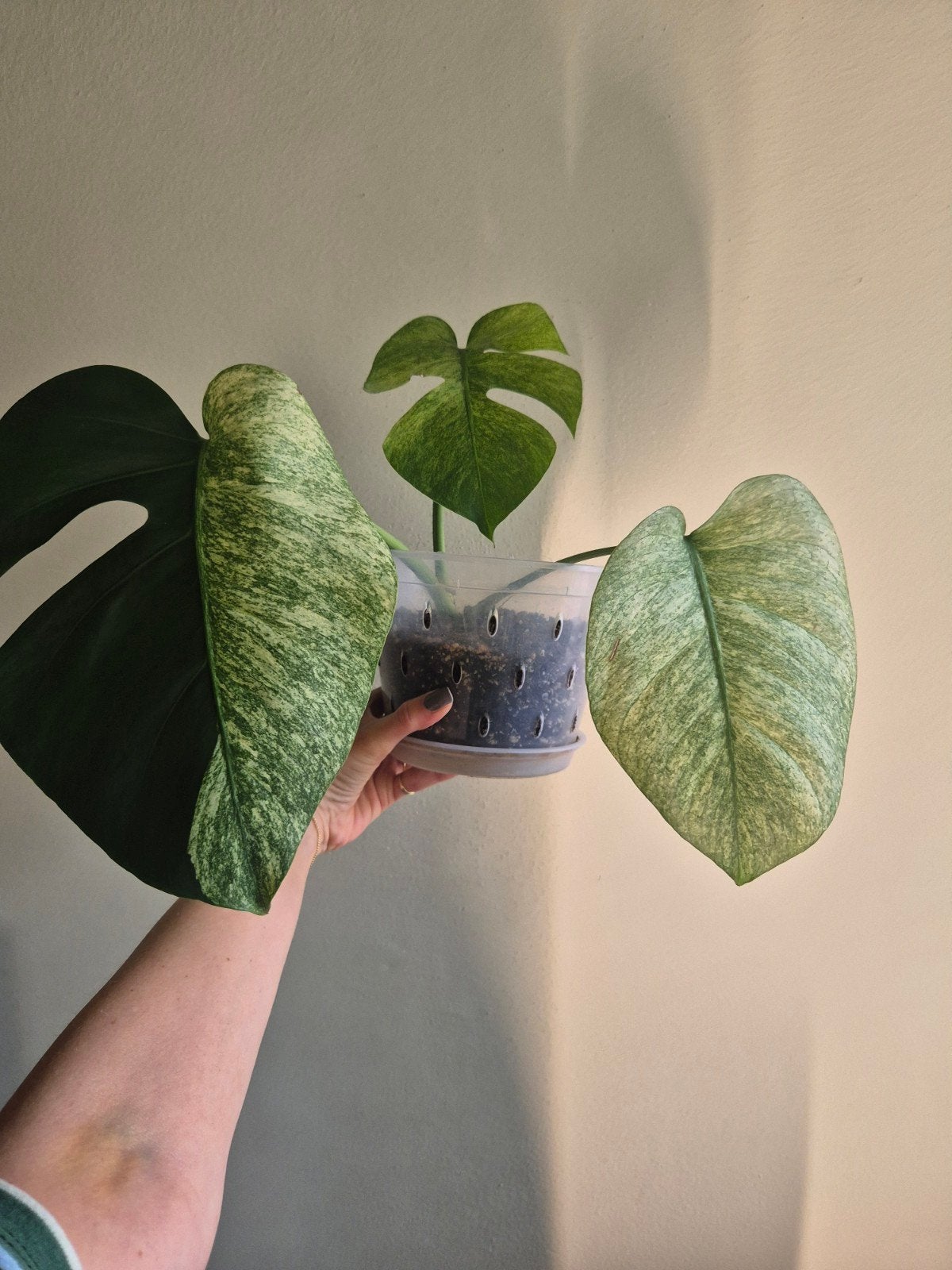 Monstera Jungle Mint Variegata - Zeldzame Kamerplant, Huis en Inrichting, Kamerplanten, Ophalen of Verzenden, Halfschaduw, Minder dan 100 cm