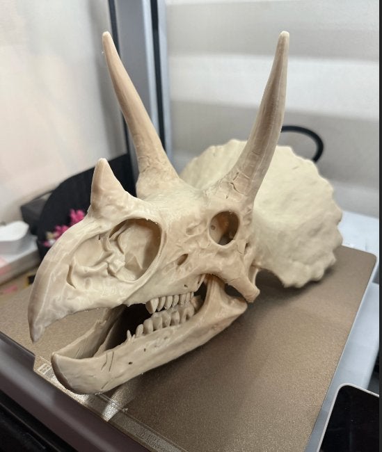 Triceratops schedel replica, Verzamelen, Ophalen of Verzenden, Nieuw, Dier