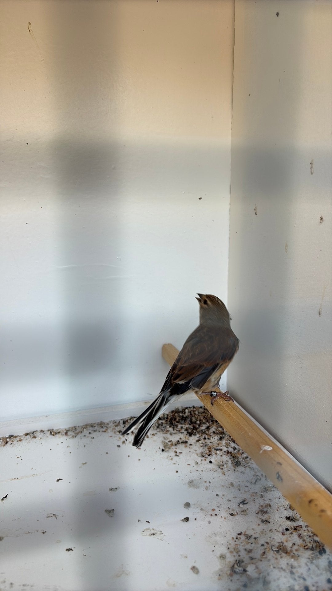 Man kneuter, Dieren en Toebehoren, Mannelijk