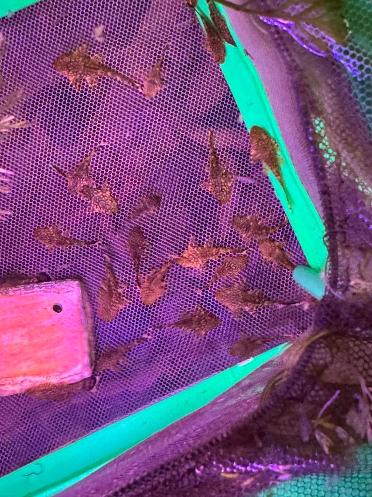 Pleco L144 jongen, Dieren en Toebehoren, Vissen | Aquariumvissen, Vis